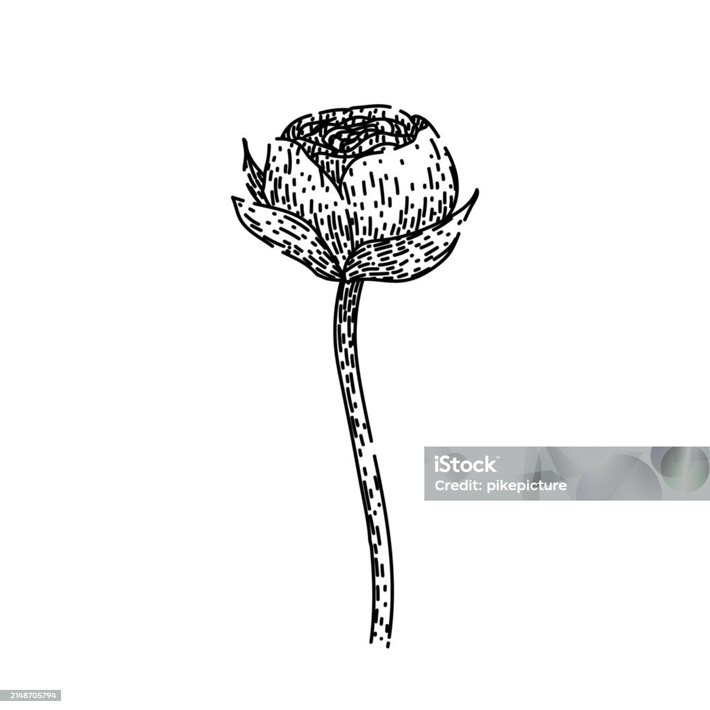 Drawn Ranunculus Flower Ranunculus Sketch Hand Drawn Vector Stock Illustration ...