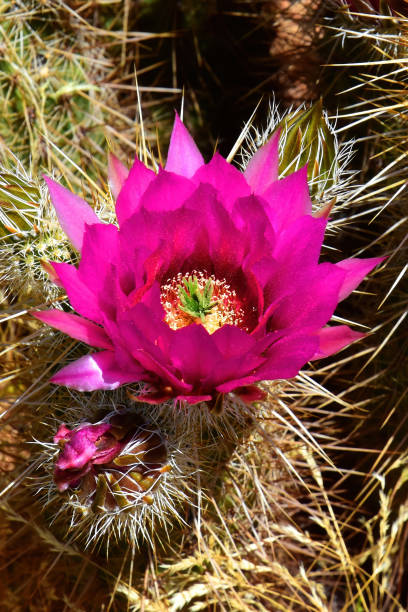 primer plano cactus hedge hog en flor - cactus hedgehog cactus close up macro fotografías e imágenes de stock