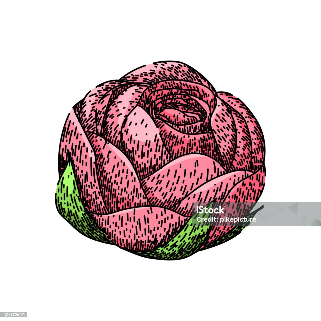 Drawn Ranunculus Colors Ranunculus Sketch Hand Drawn Vector Stock Illustration ...