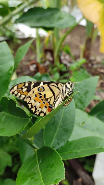Papilio demoleus butterfly