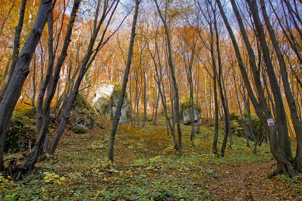 Autumn landscape rock in a yellow autumn forest