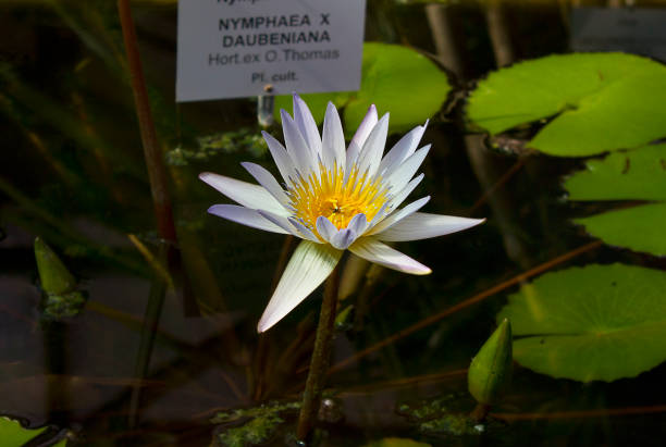 lake of blue lotus blossoms. Close-up of a blue lotus flower