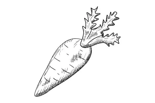 Vector illustration of vegetable.