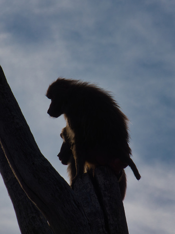 vervet monkey outdoors sitting on a tree in the morning