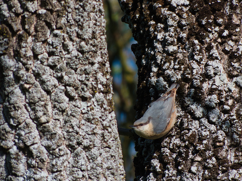 black-headed nuthatch Sitta canadensis wild bird sitting on a tree in the park in the morning