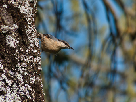 black-headed nuthatch Sitta canadensis wild bird sitting on a tree in the park in the morning