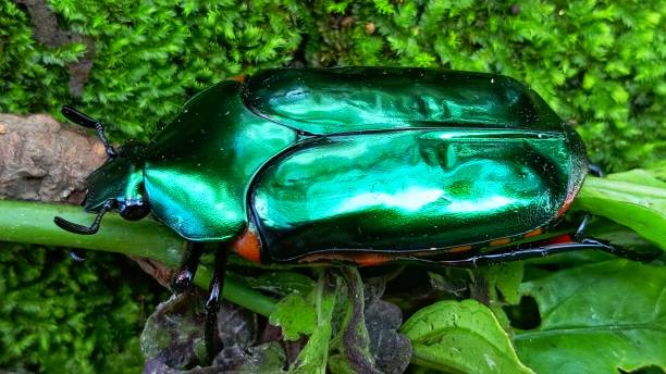 green beetle - радужный жук олень фотографии стоковые фото и изображения