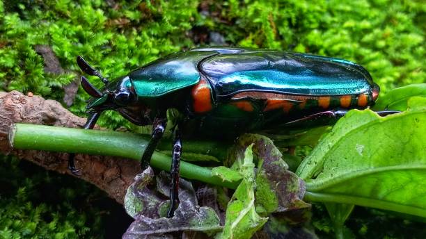 green beetle - радужный жук олень фотографии стоковые фото и изображения