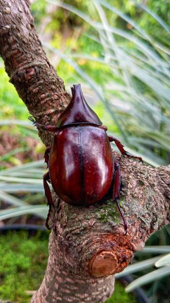 horn beetle insect - радужный жук олень фотографии стоковые фото и изображения