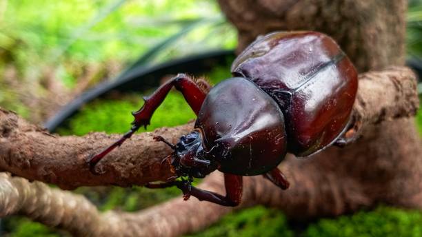 horn beetle insect - радужный жук олень фотографии стоковые фото и изображения