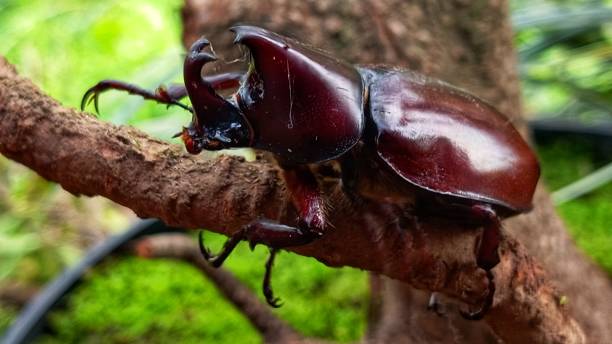 horn beetle insect - �радужный жук олень фотографии стоковые фото и изображения
