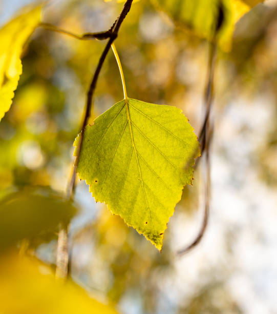 istock Golden leaves on a birch in autumn 2148709082