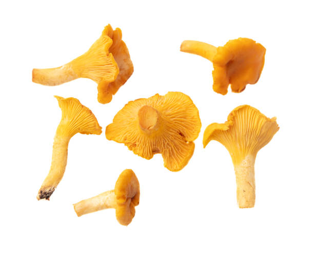 istock Yellow chanterelle mushrooms isolated on white background 2148709095