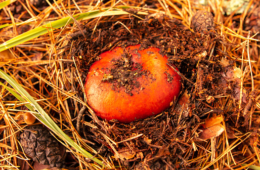 Russula mushroom in the ground in the forest in autumn.