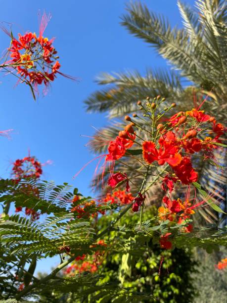 istock Flowers and plants natural scenery 2148709555