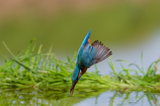 Kingfisher diving into the water to catch fish