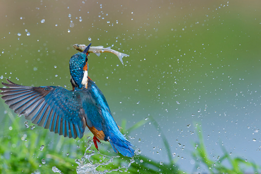 Kingfisher comes out of the water with a caught fish