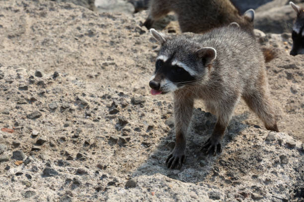 istock Raccoon walking on a rocky bottom 2148709818