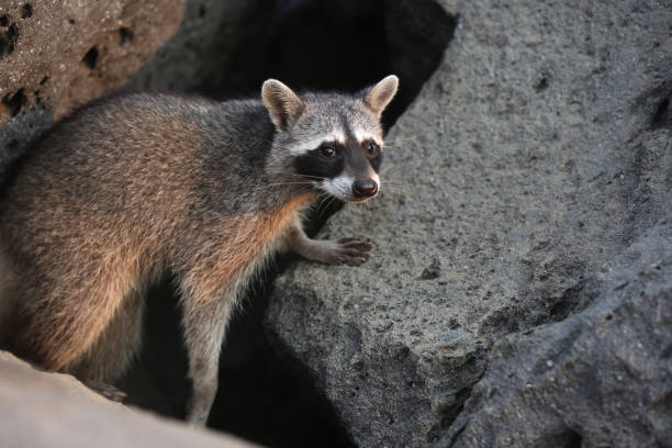 istock A raccoon is watching on some rocks 2148709820