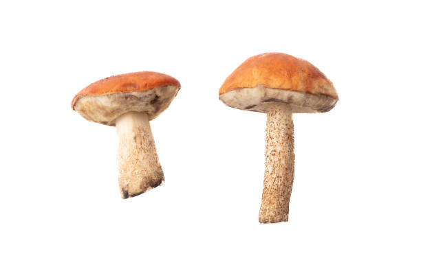 istock Boletus mushrooms isolated on white background 2148709944
