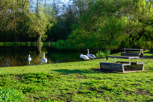 Rest area around the water in the spring, with a picnic bench and large ducks. Location: public park Rivierenhof at 2100 Deurne Antwerp.