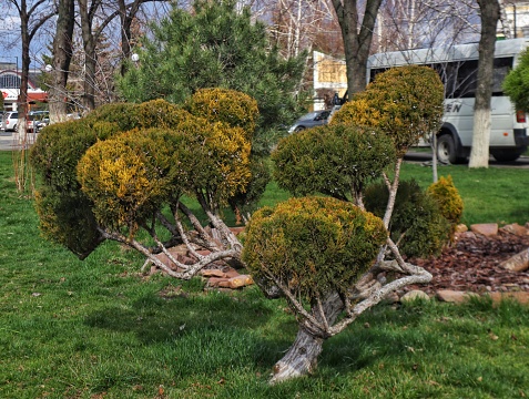 Transnistria, Bendery - March 20, 2024: Nivaki, juniper bonsai, urban landscaping