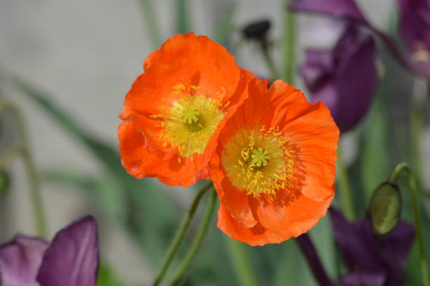 Orange Poppy Flowers Green and Purple Background
