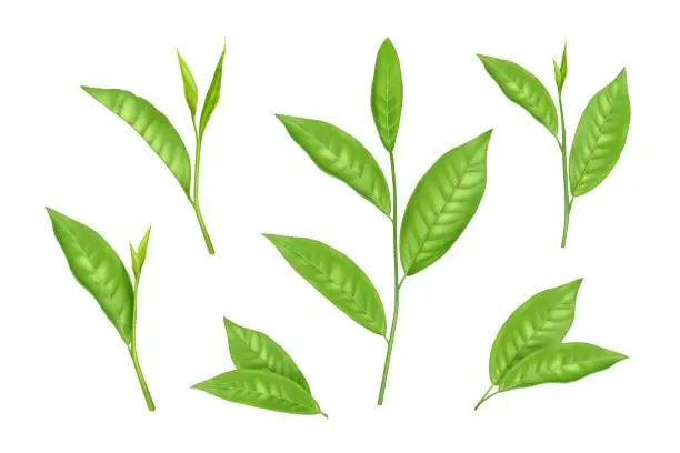 Vector illustration of Tea leaf. Green matcha leaves, mint plant bud and branch, fresh and healthy beverage, botanical twig and foliage. Organic products. Morning herbal drink. Realistic isolated elements. Vector set