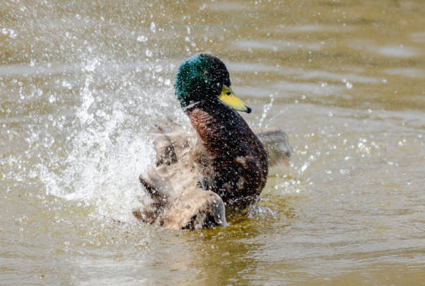 istock Duck splashing in the water on a sunny summer day 2148711547