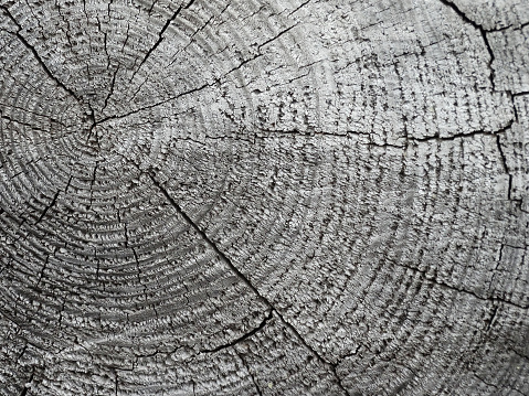 sawn trunk of an old larch, natural textural background, copy space. High quality photo