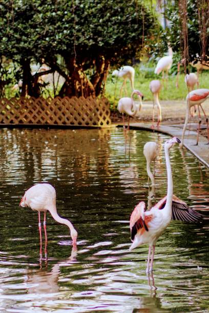 istock Pink flamingo 2148711789