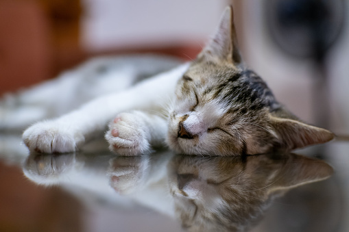 A cute little kitten sleeps on a glass table in the living room. Animal close-up photo