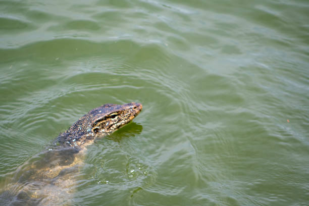 Monitor lizards in Green Lake in West Jakarta