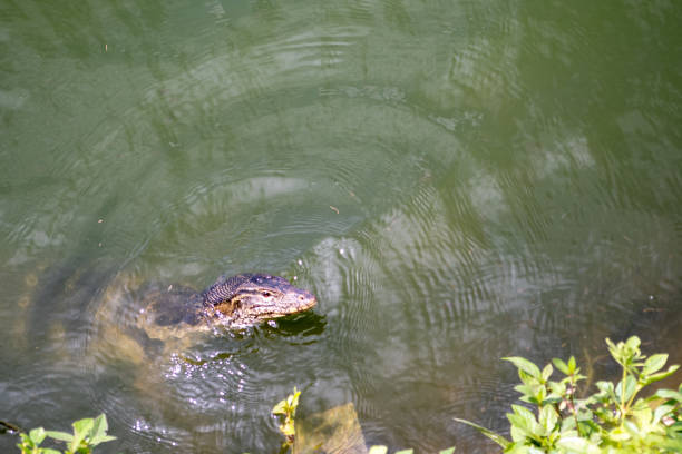 Monitor lizards in Green Lake in West Jakarta