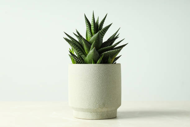 istock Cozy hobby growing house or indoor plants - cactus 2148712004