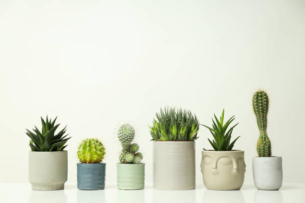 istock Cozy hobby growing house or indoor plants - cactus 2148712070
