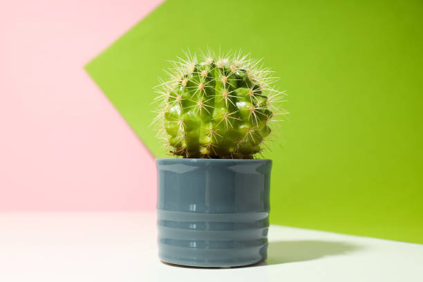istock Cozy hobby growing house or indoor plants - cactus 2148712362