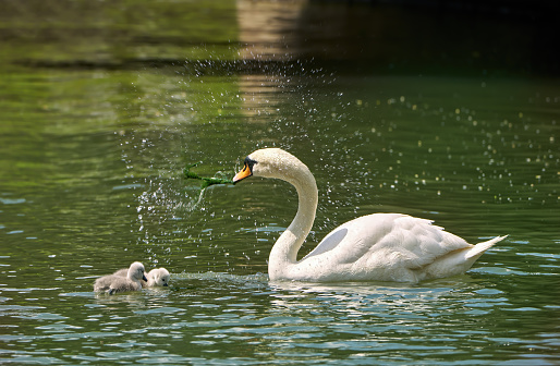 Splashing Mute Swan (Cygnus olor) with two chicks has brought a plant out of the water to eat