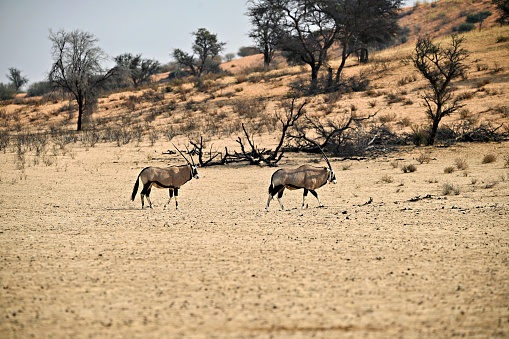Kgalagadi Transfrontier Park South Africa Botswana Kalahari