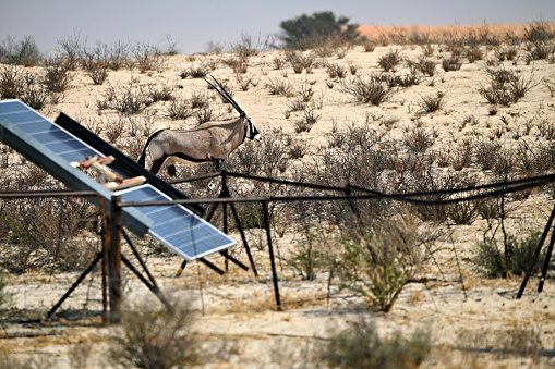 Photographed in remote Kalahari South Africa Botswana. Solar panels are used for watering holes and light.