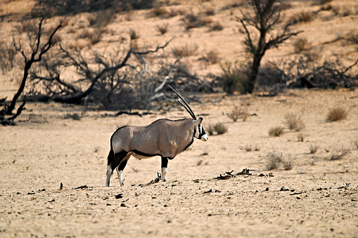 Kgalagadi Transfrontier Park South Africa Botswana Kalahari