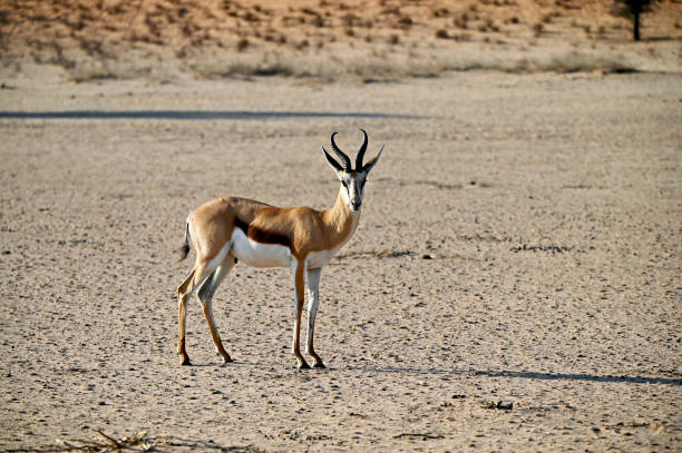 istock Strong male springbok in the wild 2148712799