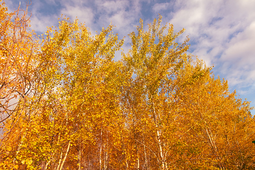 Golden leaves on a birch in autumn.