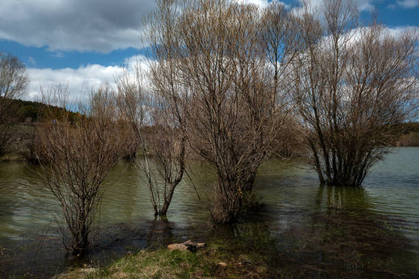 Floodplain Trees and Lake at Upland Aşağıhüyük, Ankara (Türkiye)