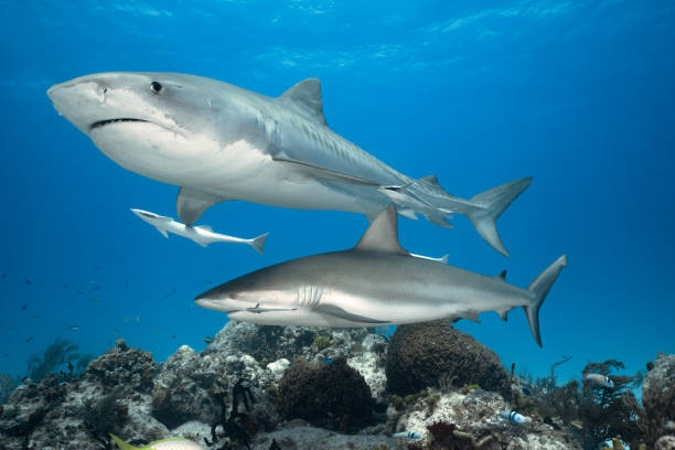 Tiger Shark & Caribbean Reef Shark