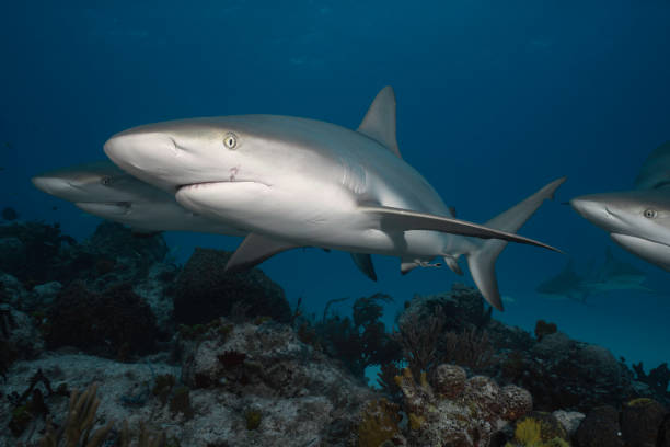 istock Caribbean Reef Shark 001 2148713639