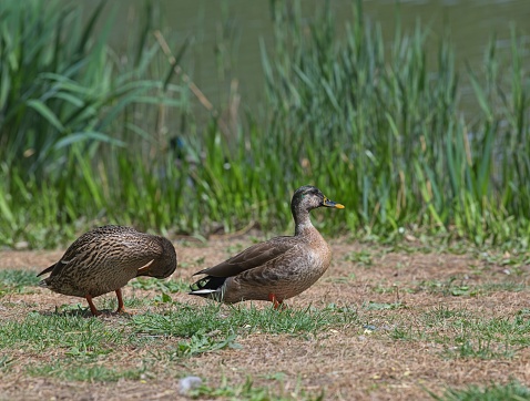 At city of Beijing have population of mallard duck. At a middle of April first brood is already come out and second one is normally expected at July.
