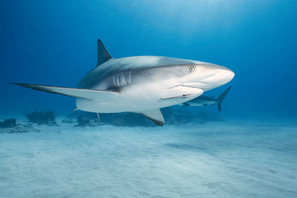 istock Caribbean Reef Shark 002 2148714159