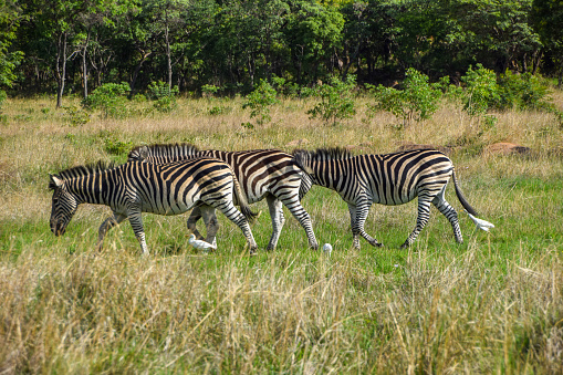 Herd of zebras in a nature reserve in Zimbabwe