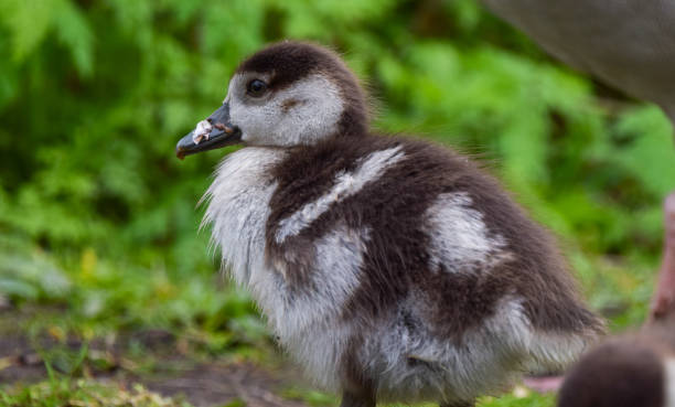 istock Egyptian goose baby in a park 2148714260